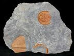 Bright Orange Declivolithus Trilobite - Very Inflated #23932-2